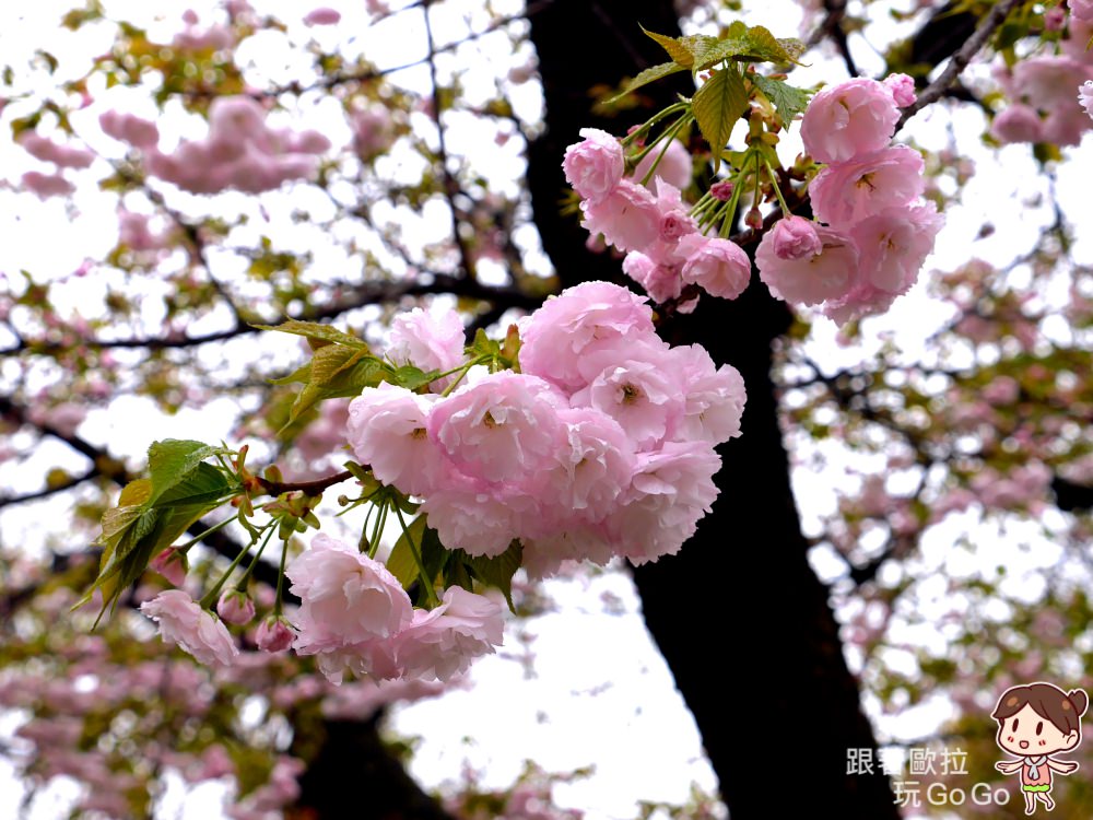 大阪賞櫻景點｜大阪造幣局每年只開放7天櫻花大道(桜の通り抜け)交通、參觀注意事項，上百種櫻花品種齊聚。