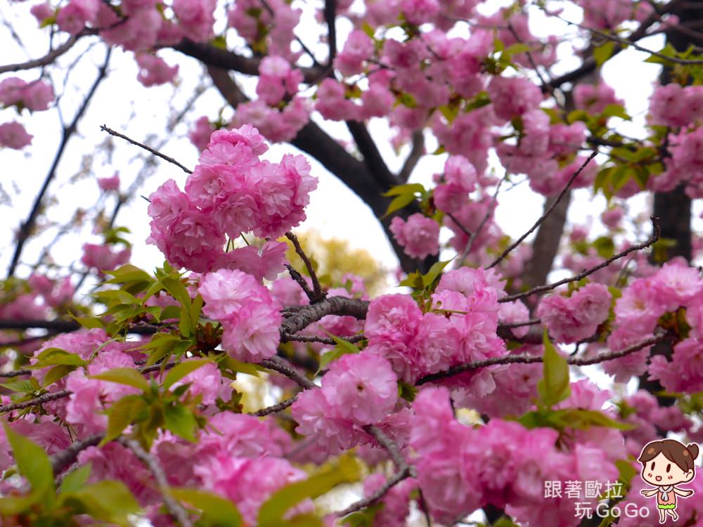 日本大阪賞櫻景點｜大阪造幣局桜の通り抜け，每年只開放7天，交通、參觀注意事項，上百種櫻花品種齊聚。