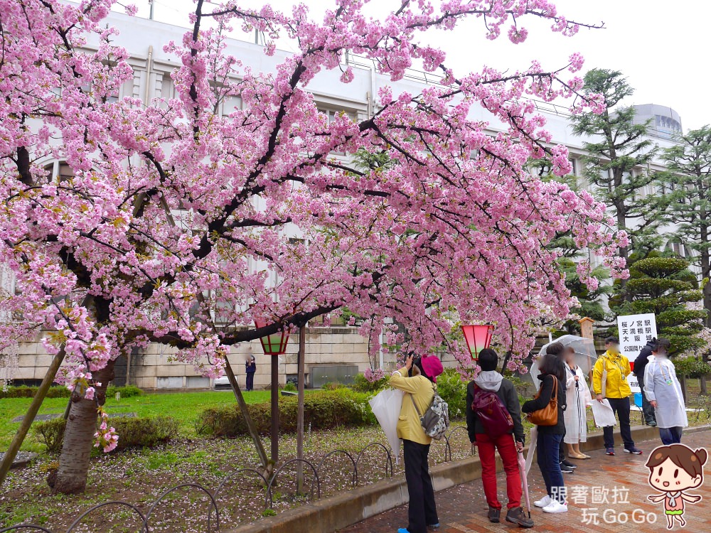 日本大阪賞櫻景點｜大阪造幣局桜の通り抜け，每年只開放7天，交通、參觀注意事項，上百種櫻花品種齊聚。