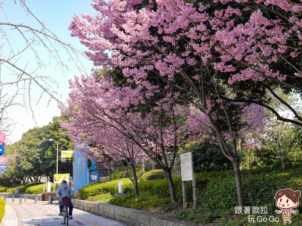 日本大阪賞櫻景點｜來長居公園野餐吧！在地感十足、放鬆自在的櫻花樹下野餐活動，有超市補貨方便！