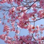延伸閱讀：日本大阪賞櫻景點｜來長居公園野餐吧！在地感十足、放鬆自在的櫻花樹下野餐活動，有超市補貨方便！