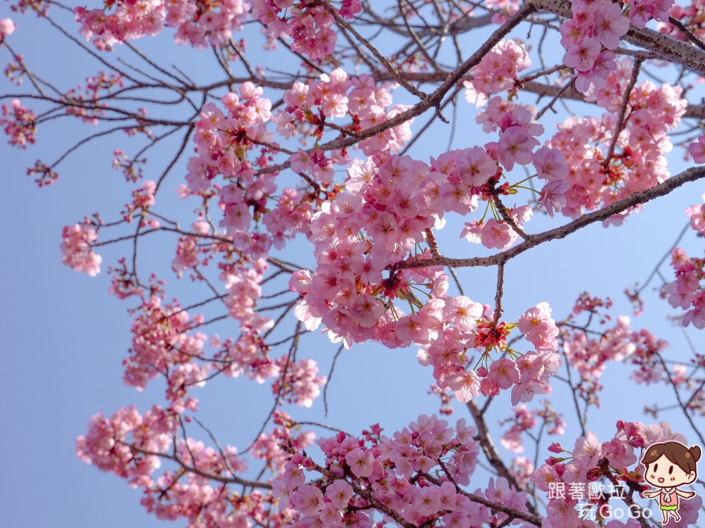 日本大阪賞櫻景點｜來長居公園野餐吧！在地感十足、放鬆自在的櫻花樹下野餐活動，有超市補貨方便！ @歐拉。旅行不孤單