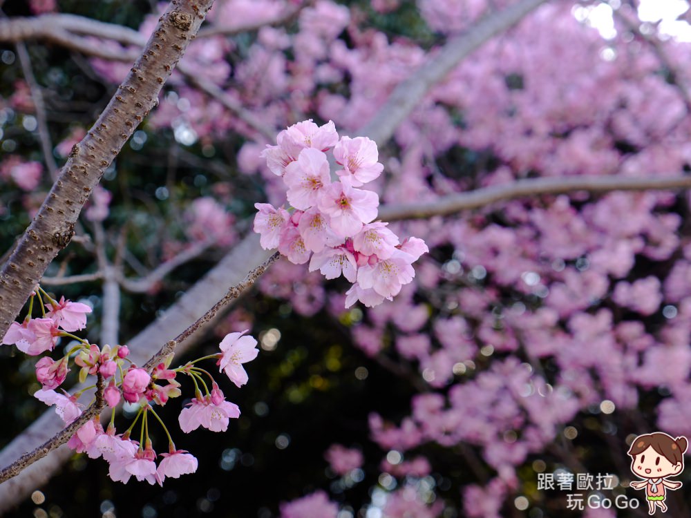 日本大阪賞櫻景點｜來長居公園野餐吧！在地感十足、放鬆自在的櫻花樹下野餐活動，有超市補貨方便！