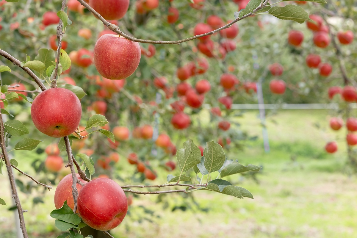 日本長野美食景點｜中野市採果體驗驚人發現！吃蘋果長大的信州牛壽喜燒甜嫩又超值！(信州Fruit Land、福田屋、CHÂTERAISÉ HOTEL長野、お寺カフェ寺粥御膳) @歐拉。旅行不孤單