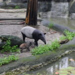 延伸閱讀：台北景點｜台北市立木柵動物園Taipei Zoo 馬來貘寶寶貘樹
