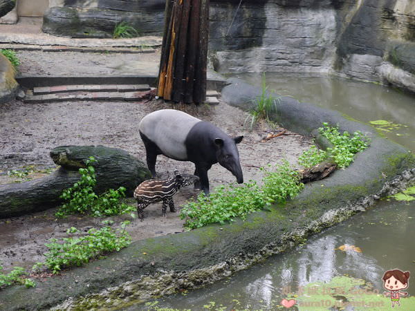 台北景點｜台北市立木柵動物園Taipei Zoo 馬來貘寶寶貘樹 @歐拉。旅行不孤單