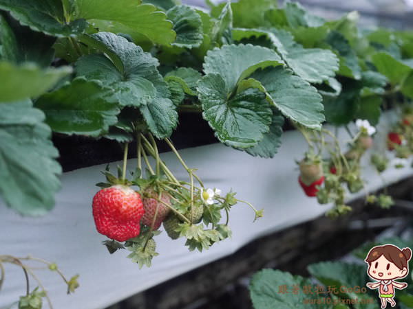 苗栗大湖景點｜慶豐田園高架草莓超美味實在草莓冰沙，免彎腰採草莓 @歐拉。旅行不孤單