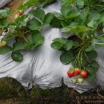 延伸閱讀：苗栗｜銅鑼大湖美食景點一日遊全攻略，不繞路一路玩到底