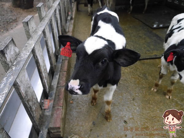 苗栗竹南景點｜四方牧場的牛兒們超好客 @歐拉。旅行不孤單
