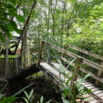 延伸閱讀：南投埔里景點｜桃米同心橋，木青蛙、木蜻蜓、會吹氣球的橋