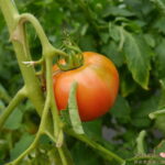延伸閱讀：新竹關西景點｜高平番茄農場，無毒有機栽培