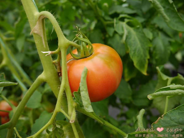 新竹關西景點｜高平番茄農場，無毒有機栽培 @歐拉。旅行不孤單