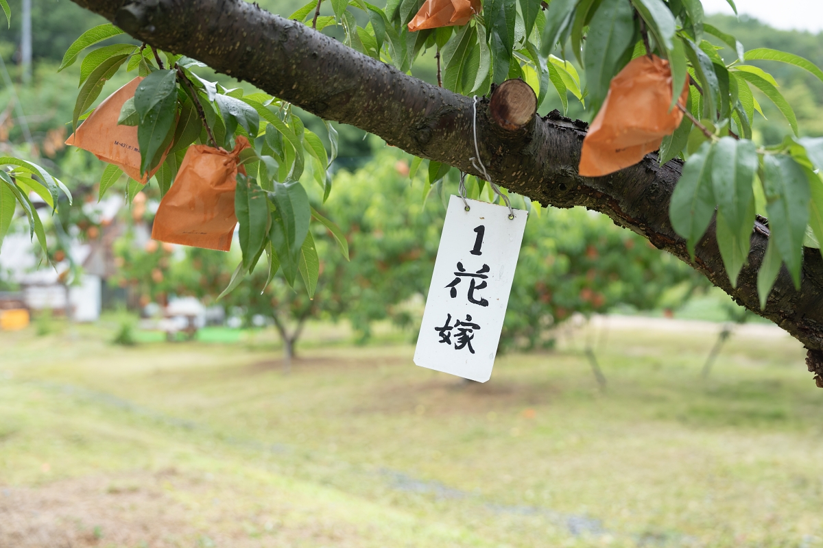 日本岡山景點｜岡山白桃季體驗採收樂趣，走訪岡山市人氣話題美食名店！岡山自駕租車限時優惠符合資格再抽好禮！