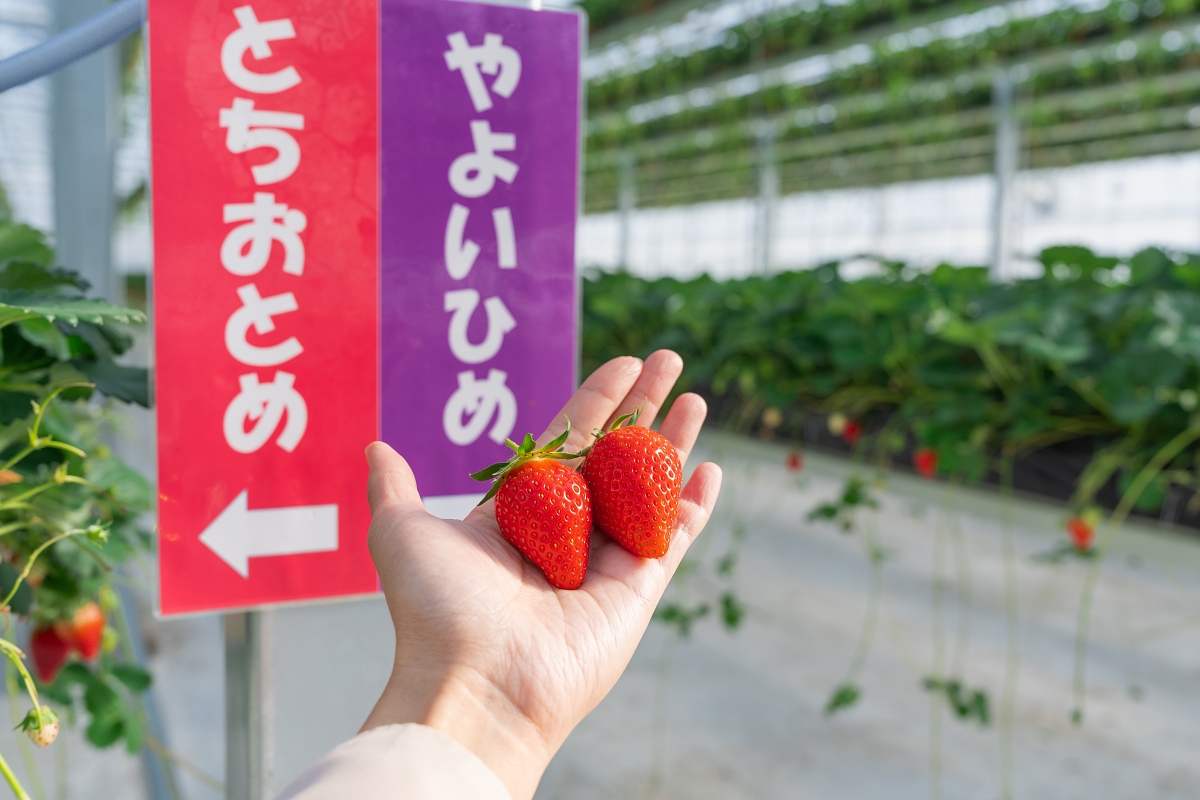 日本茨城景點｜日本最大關東第一座天空草莓園GRANBERRY大地，懸吊式棚架環境乾淨體驗採草莓更輕鬆！夜間也能預約採果！ (グランベリー大地)