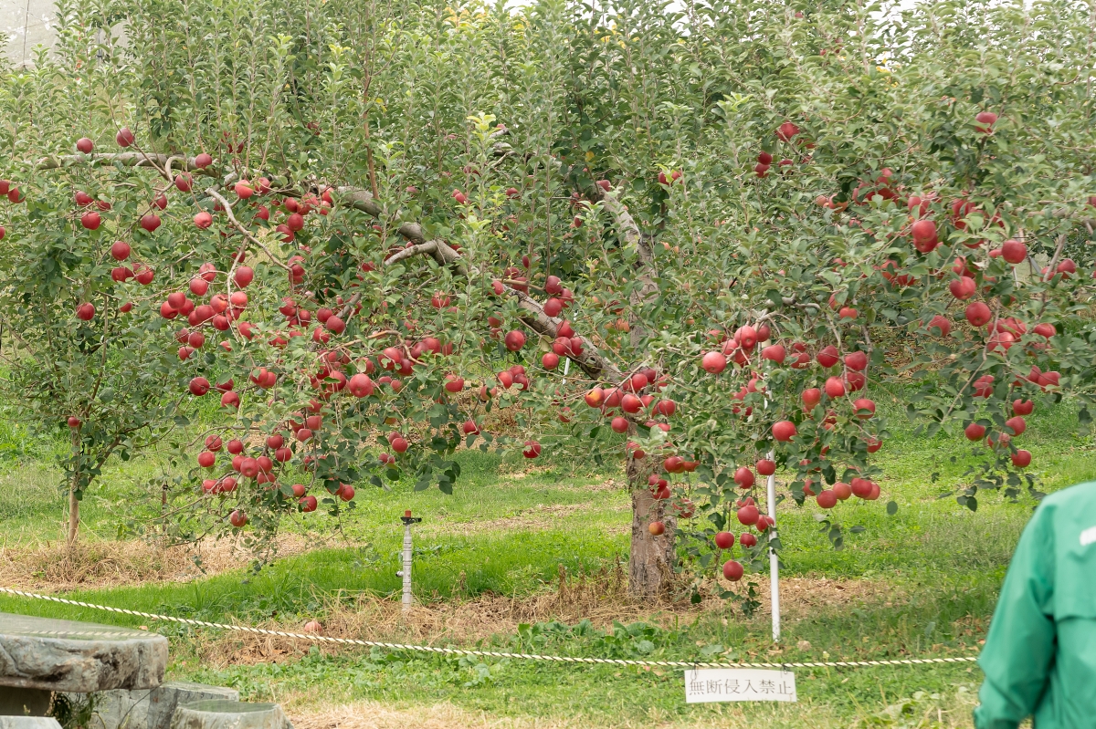 日本長野美食景點｜中野市採果體驗驚人發現！吃蘋果長大的信州牛壽喜燒甜嫩又超值！(信州Fruit Land、福田屋、CHÂTERAISÉ HOTEL長野、お寺カフェ寺粥御膳)