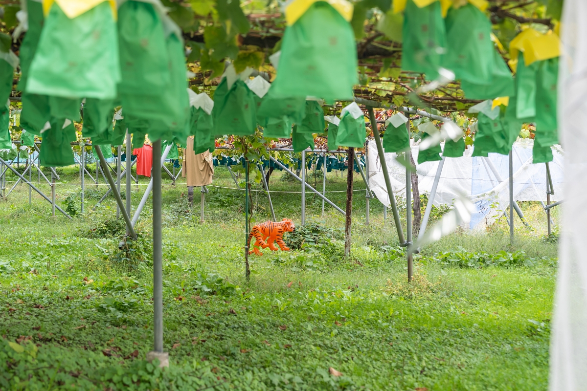 日本長野美食景點｜中野市採果體驗驚人發現！吃蘋果長大的信州牛壽喜燒甜嫩又超值！(信州Fruit Land、福田屋、CHÂTERAISÉ HOTEL長野、お寺カフェ寺粥御膳)