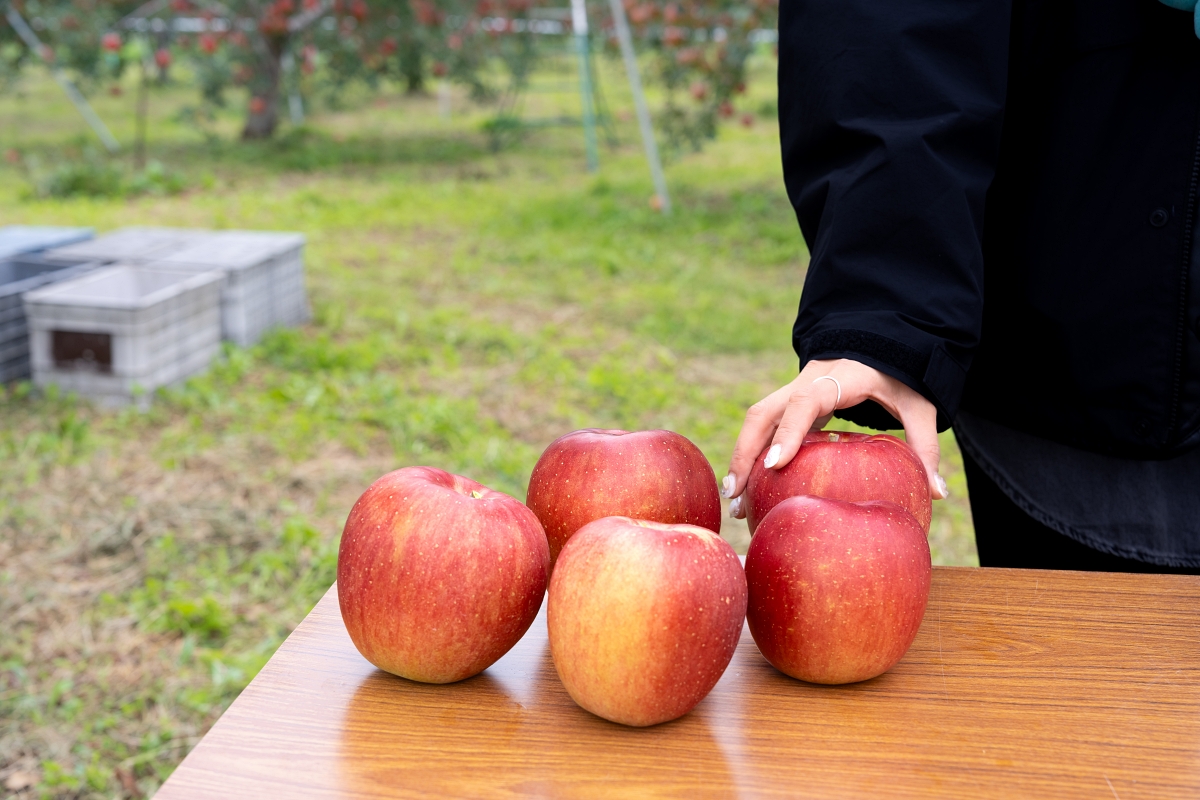 日本長野美食景點｜中野市採果體驗驚人發現！吃蘋果長大的信州牛壽喜燒甜嫩又超值！(信州Fruit Land、福田屋、CHÂTERAISÉ HOTEL長野、お寺カフェ寺粥御膳)