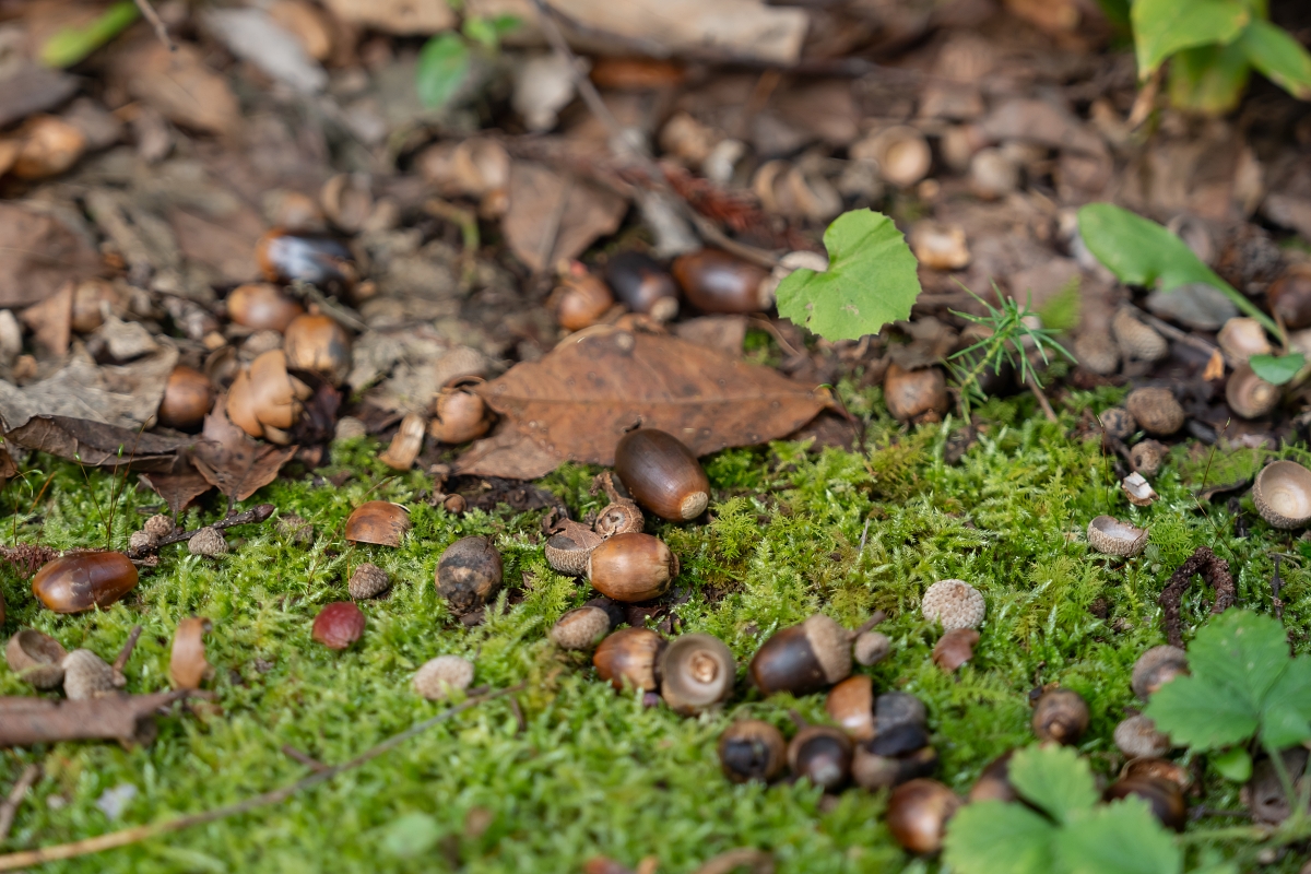 日本長野美食景點|騎乘腳踏車暢遊飯山市區,體驗療癒山林入住童話般的森林小木屋(鍋倉高原森之家、信越自然鄉活動中心、塩崎農園、正受庵、高橋まゆみ人形館、パイパティローマ) 日本長野美食景點|騎乘腳踏車暢遊飯山市區,體驗療癒山林入住童話般的森林小木屋(鍋倉高原森之家、信越自然鄉活動中心、塩崎農園、正受庵、高橋まゆみ人形館、パイパティローマ)