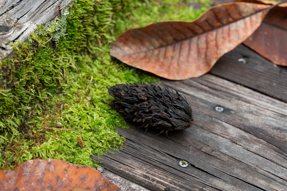 日本長野美食景點|騎乘腳踏車暢遊飯山市區,體驗療癒山林入住童話般的森林小木屋(鍋倉高原森之家、信越自然鄉活動中心、塩崎農園、正受庵、高橋まゆみ人形館、パイパティローマ) 日本長野美食景點|騎乘腳踏車暢遊飯山市區,體驗療癒山林入住童話般的森林小木屋(鍋倉高原森之家、信越自然鄉活動中心、塩崎農園、正受庵、高橋まゆみ人形館、パイパティローマ)