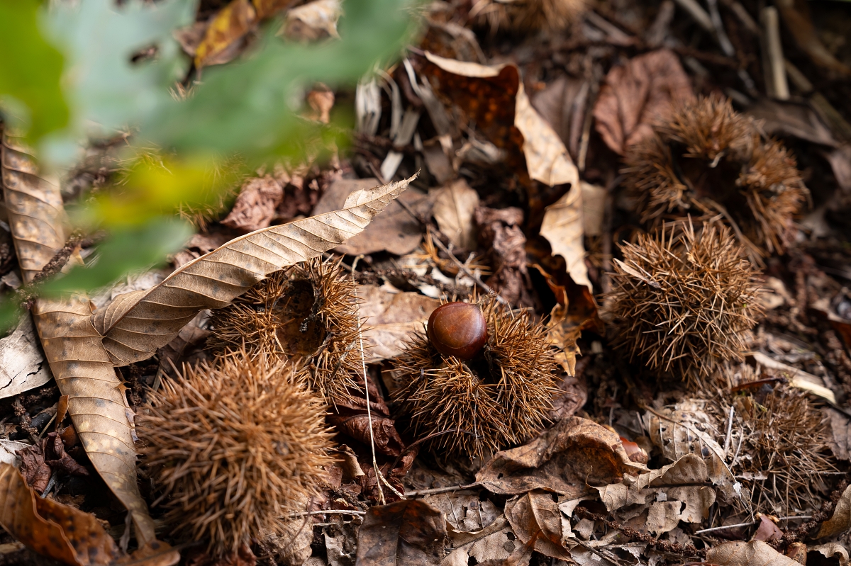 日本長野美食景點|騎乘腳踏車暢遊飯山市區,體驗療癒山林入住童話般的森林小木屋(鍋倉高原森之家、信越自然鄉活動中心、塩崎農園、正受庵、高橋まゆみ人形館、パイパティローマ) 日本長野美食景點|騎乘腳踏車暢遊飯山市區,體驗療癒山林入住童話般的森林小木屋(鍋倉高原森之家、信越自然鄉活動中心、塩崎農園、正受庵、高橋まゆみ人形館、パイパティローマ)