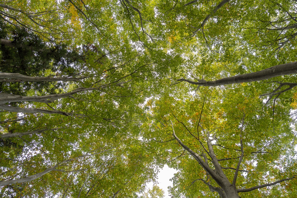 日本長野美食景點|騎乘腳踏車暢遊飯山市區,體驗療癒山林入住童話般的森林小木屋(鍋倉高原森之家、信越自然鄉活動中心、塩崎農園、正受庵、高橋まゆみ人形館、パイパティローマ) 日本長野美食景點|騎乘腳踏車暢遊飯山市區,體驗療癒山林入住童話般的森林小木屋(鍋倉高原森之家、信越自然鄉活動中心、塩崎農園、正受庵、高橋まゆみ人形館、パイパティローマ)
