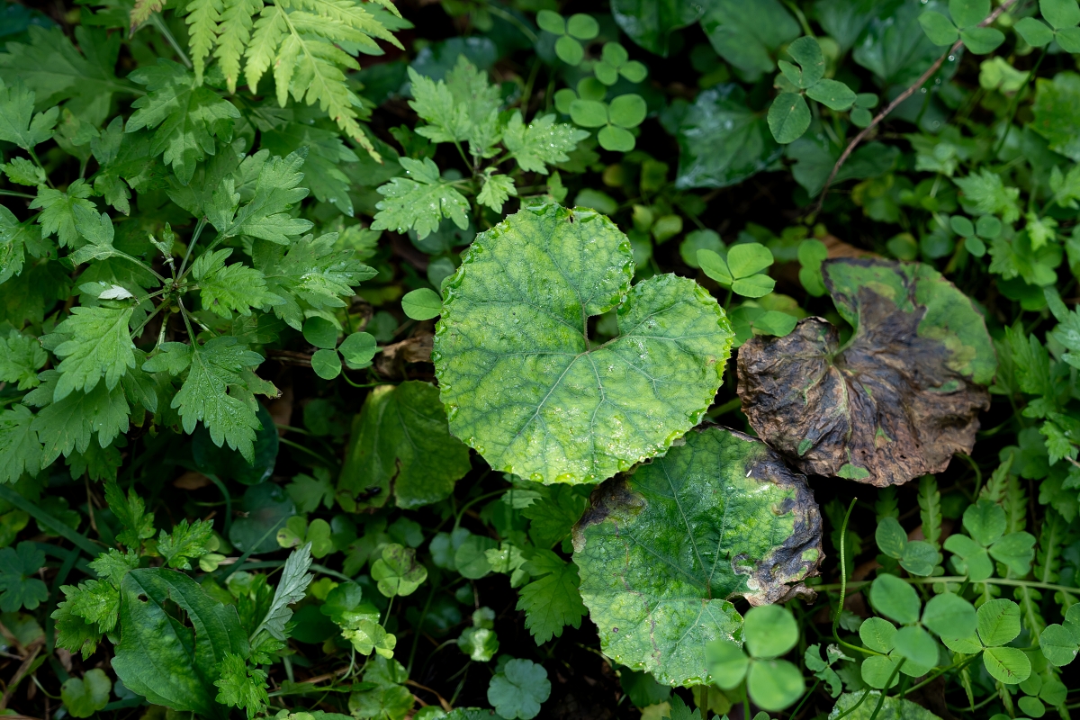 日本長野美食景點|騎乘腳踏車暢遊飯山市區,體驗療癒山林入住童話般的森林小木屋(鍋倉高原森之家、信越自然鄉活動中心、塩崎農園、正受庵、高橋まゆみ人形館、パイパティローマ) 日本長野美食景點|騎乘腳踏車暢遊飯山市區,體驗療癒山林入住童話般的森林小木屋(鍋倉高原森之家、信越自然鄉活動中心、塩崎農園、正受庵、高橋まゆみ人形館、パイパティローマ)