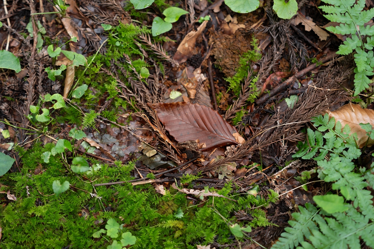 日本長野美食景點|騎乘腳踏車暢遊飯山市區,體驗療癒山林入住童話般的森林小木屋(鍋倉高原森之家、信越自然鄉活動中心、塩崎農園、正受庵、高橋まゆみ人形館、パイパティローマ) 日本長野美食景點|騎乘腳踏車暢遊飯山市區,體驗療癒山林入住童話般的森林小木屋(鍋倉高原森之家、信越自然鄉活動中心、塩崎農園、正受庵、高橋まゆみ人形館、パイパティローマ)