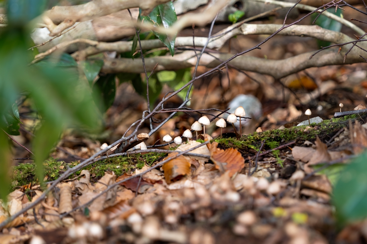 日本長野美食景點|騎乘腳踏車暢遊飯山市區,體驗療癒山林入住童話般的森林小木屋(鍋倉高原森之家、信越自然鄉活動中心、塩崎農園、正受庵、高橋まゆみ人形館、パイパティローマ) 日本長野美食景點|騎乘腳踏車暢遊飯山市區,體驗療癒山林入住童話般的森林小木屋(鍋倉高原森之家、信越自然鄉活動中心、塩崎農園、正受庵、高橋まゆみ人形館、パイパティローマ)