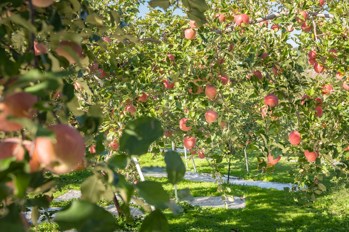 日本長野美食景點|騎乘腳踏車暢遊飯山市區,體驗療癒山林入住童話般的森林小木屋(鍋倉高原森之家、信越自然鄉活動中心、塩崎農園、正受庵、高橋まゆみ人形館、パイパティローマ) 日本長野美食景點|騎乘腳踏車暢遊飯山市區,體驗療癒山林入住童話般的森林小木屋(鍋倉高原森之家、信越自然鄉活動中心、塩崎農園、正受庵、高橋まゆみ人形館、パイパティローマ)