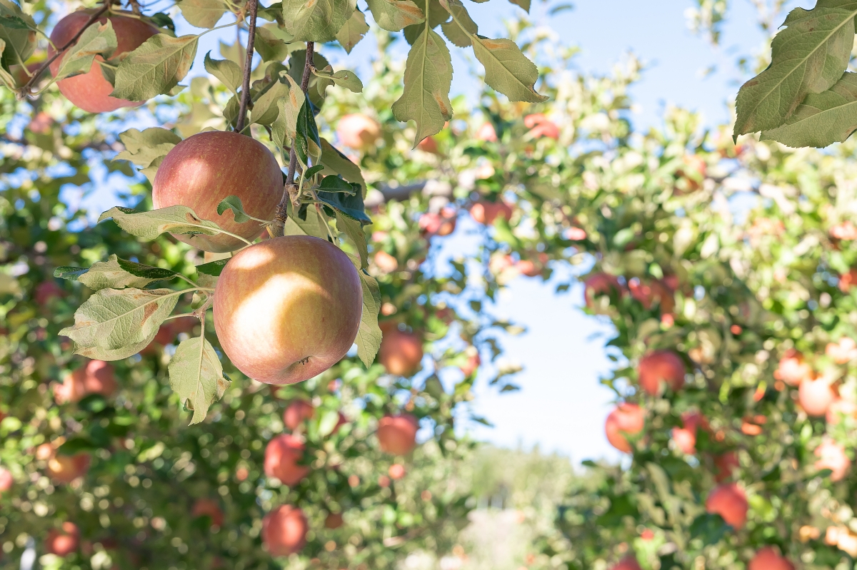 日本長野美食景點|騎乘腳踏車暢遊飯山市區,體驗療癒山林入住童話般的森林小木屋(鍋倉高原森之家、信越自然鄉活動中心、塩崎農園、正受庵、高橋まゆみ人形館、パイパティローマ) 日本長野美食景點|騎乘腳踏車暢遊飯山市區,體驗療癒山林入住童話般的森林小木屋(鍋倉高原森之家、信越自然鄉活動中心、塩崎農園、正受庵、高橋まゆみ人形館、パイパティローマ)