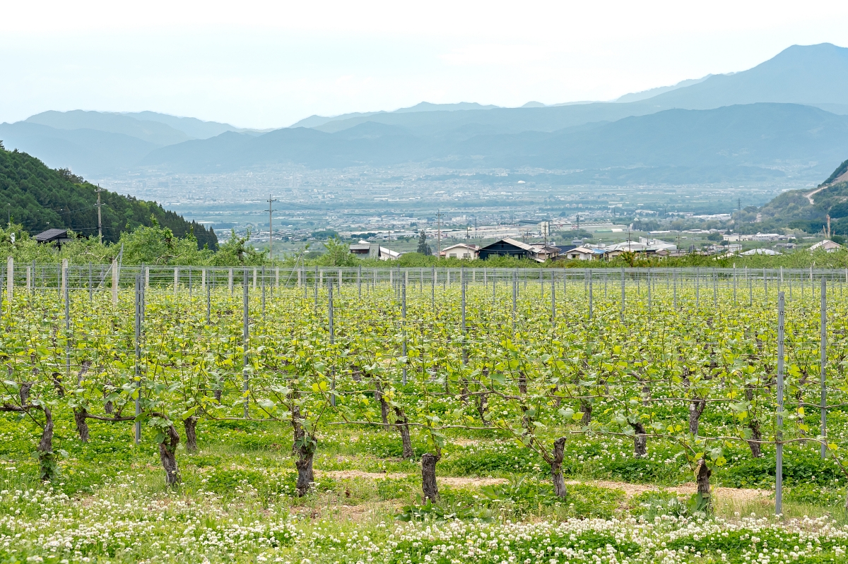 日本長野美食景點｜Cantina Riezo手工精釀專屬高山村特色葡萄酒，靜享信州高山溫泉鄉恬適時光 (蕨溫泉 旅館 わらび野)