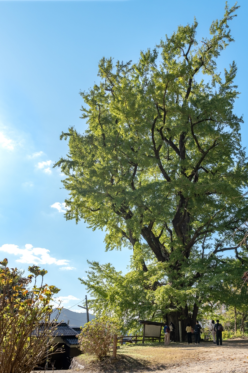 日本鳥取紅葉景點｜鳥取市紅葉秘境600歲仁王堂大銀杏，樹體挺拔高達30公尺！(西御門仁王堂の大イチョウ、公孫樹)