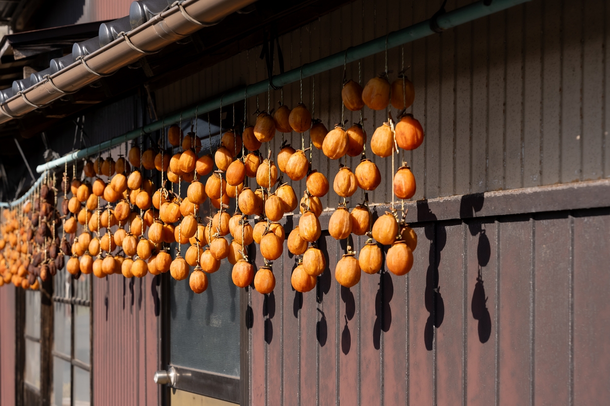 日本鳥取紅葉景點｜鳥取市紅葉秘境600歲仁王堂大銀杏，樹體挺拔高達30公尺！(西御門仁王堂の大イチョウ、公孫樹)