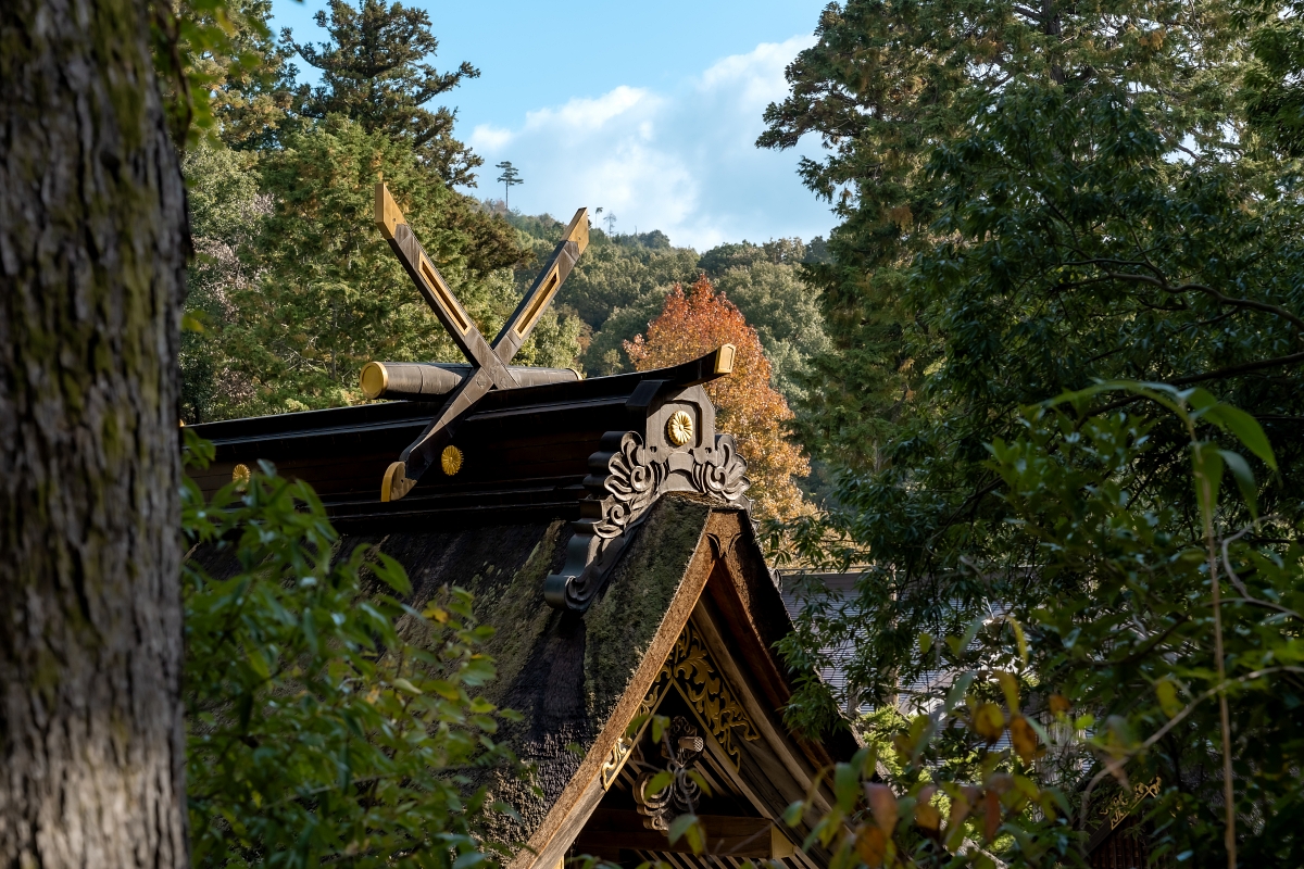 日本鳥取紅葉景點｜宇倍神社首座印在日本紙鈔上的神社，求財求長壽也能賞紅葉！