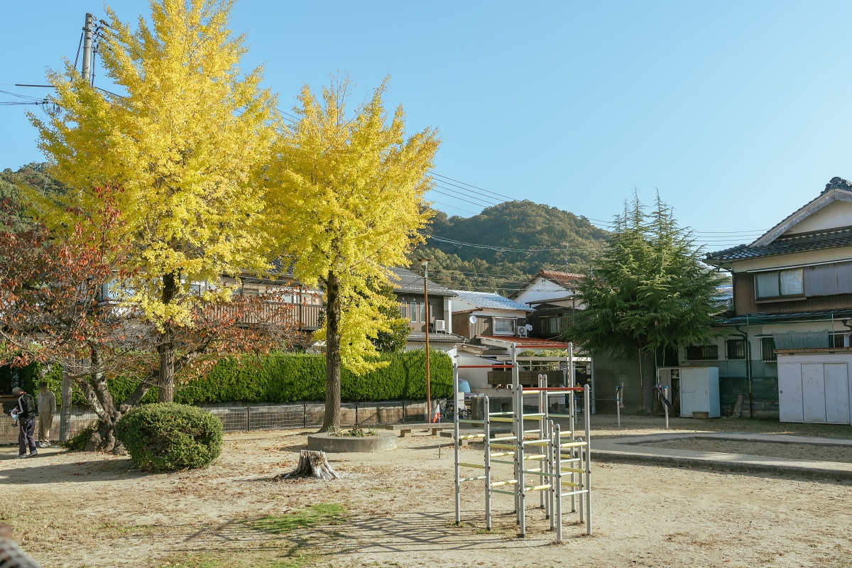 日本鳥取紅葉景點｜鳥取市紅葉秘境鳥取東高校銀杏並木，趁還沒有什麼人知道趕快來！春天也可以賞櫻！ (鳥取銀杏秘境県立鳥取東高等学校)