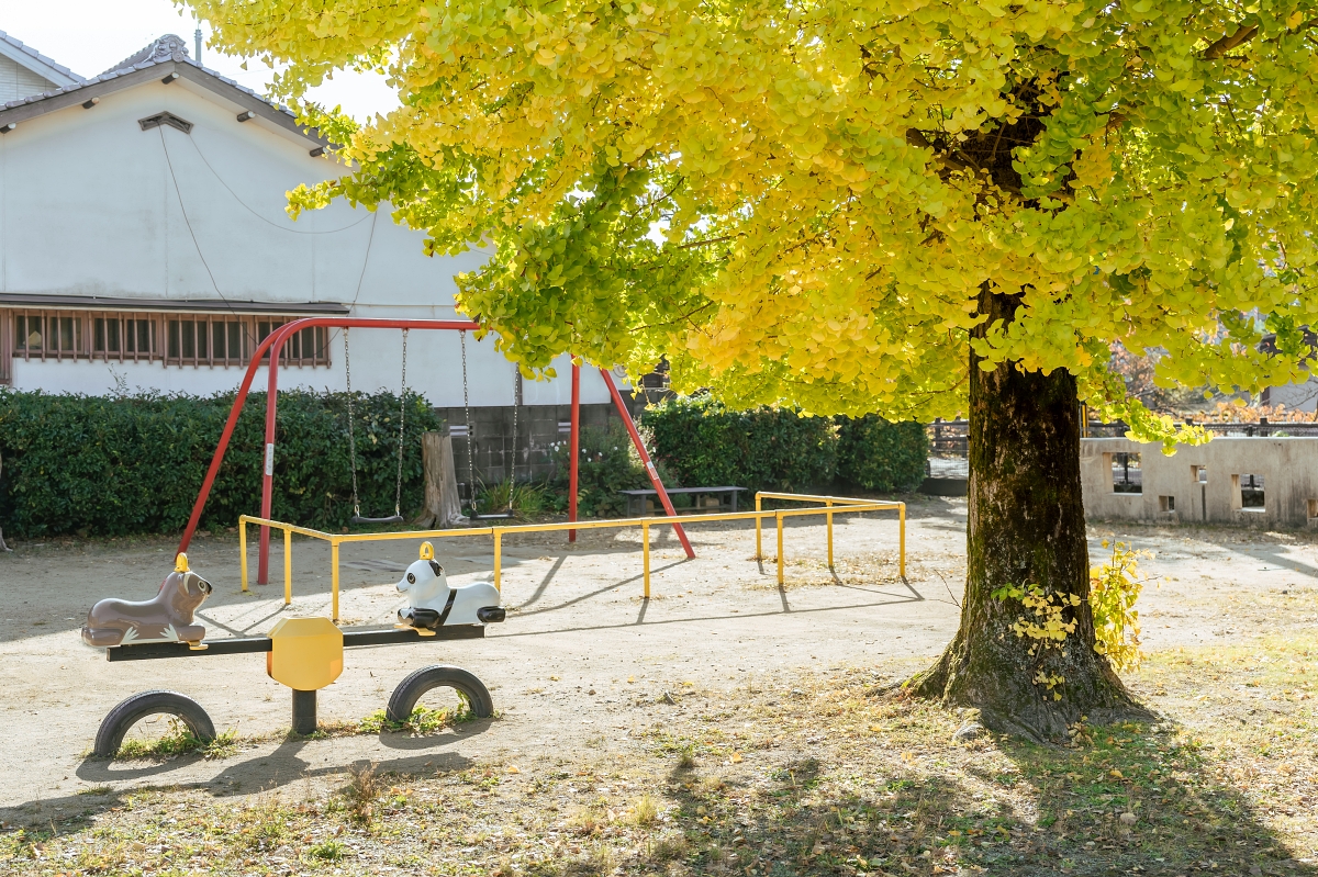 日本鳥取紅葉景點｜鳥取市紅葉秘境鳥取東高校銀杏並木，趁還沒有什麼人知道趕快來！春天也可以賞櫻！ (鳥取銀杏秘境県立鳥取東高等学校)