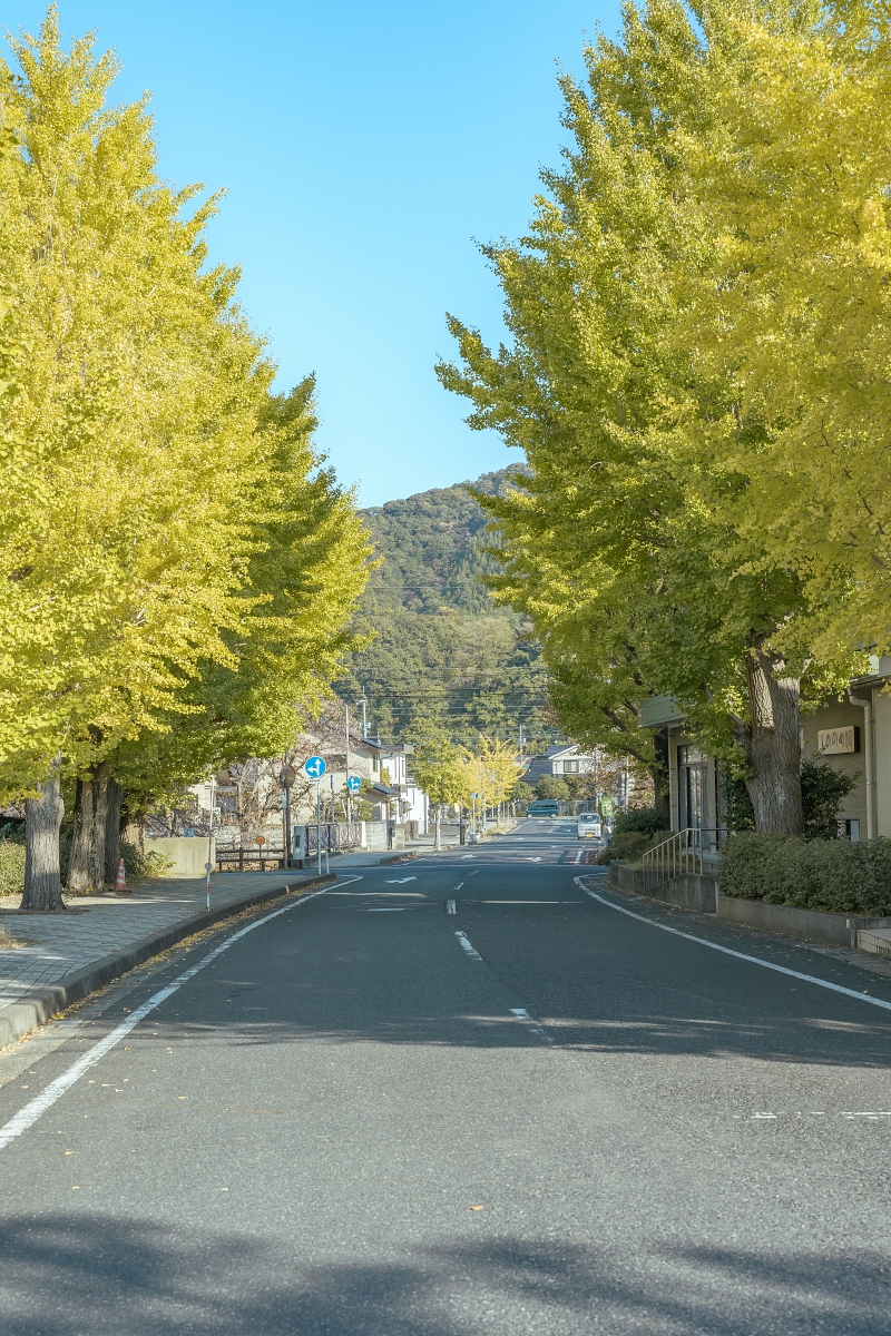 日本鳥取紅葉景點｜鳥取市紅葉秘境鳥取東高校銀杏並木，趁還沒有什麼人知道趕快來！春天也可以賞櫻！ (鳥取銀杏秘境県立鳥取東高等学校)