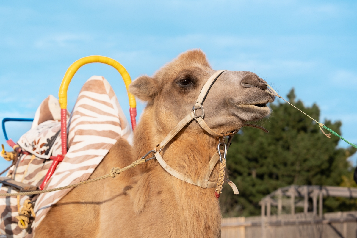 日本鳥取景點｜鳥取砂丘日本最大觀光沙丘，壯闊沙漠風情與無敵海景盡收眼底！