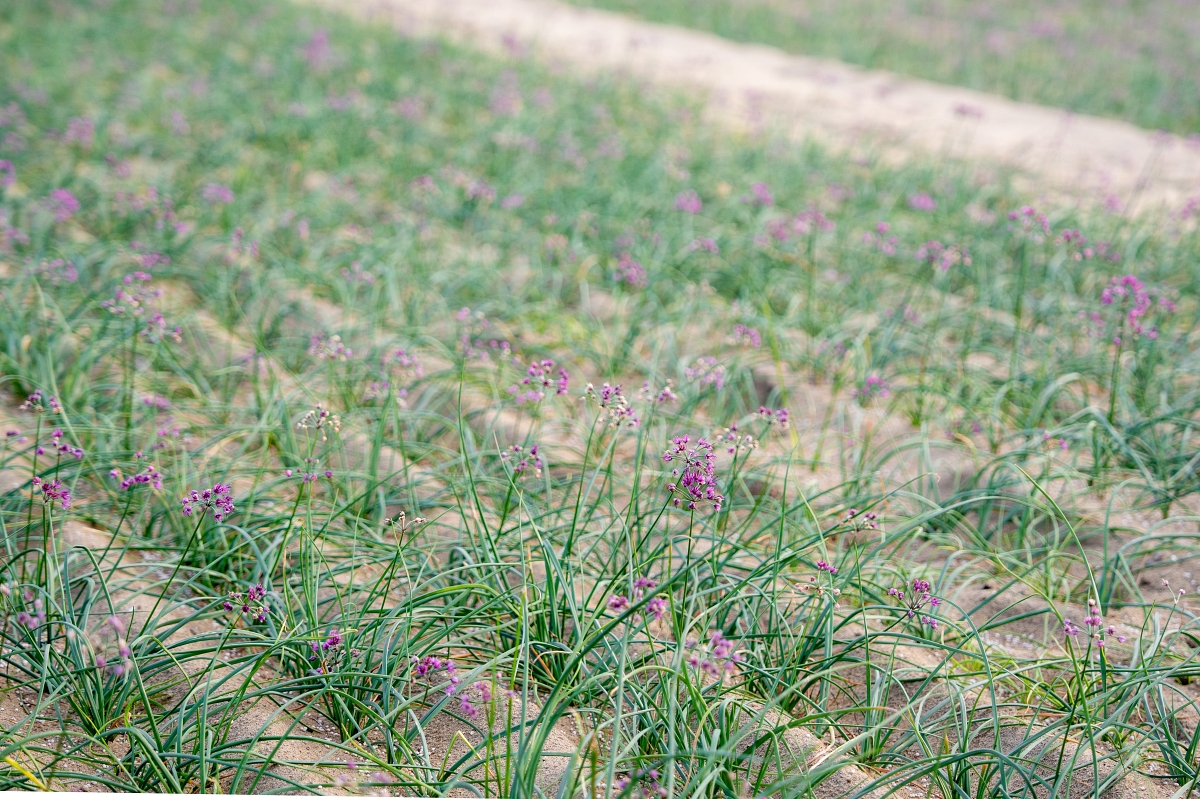 日本鳥取景點｜鳥取砂丘日本最大觀光沙丘，壯闊沙漠風情與無敵海景盡收眼底！