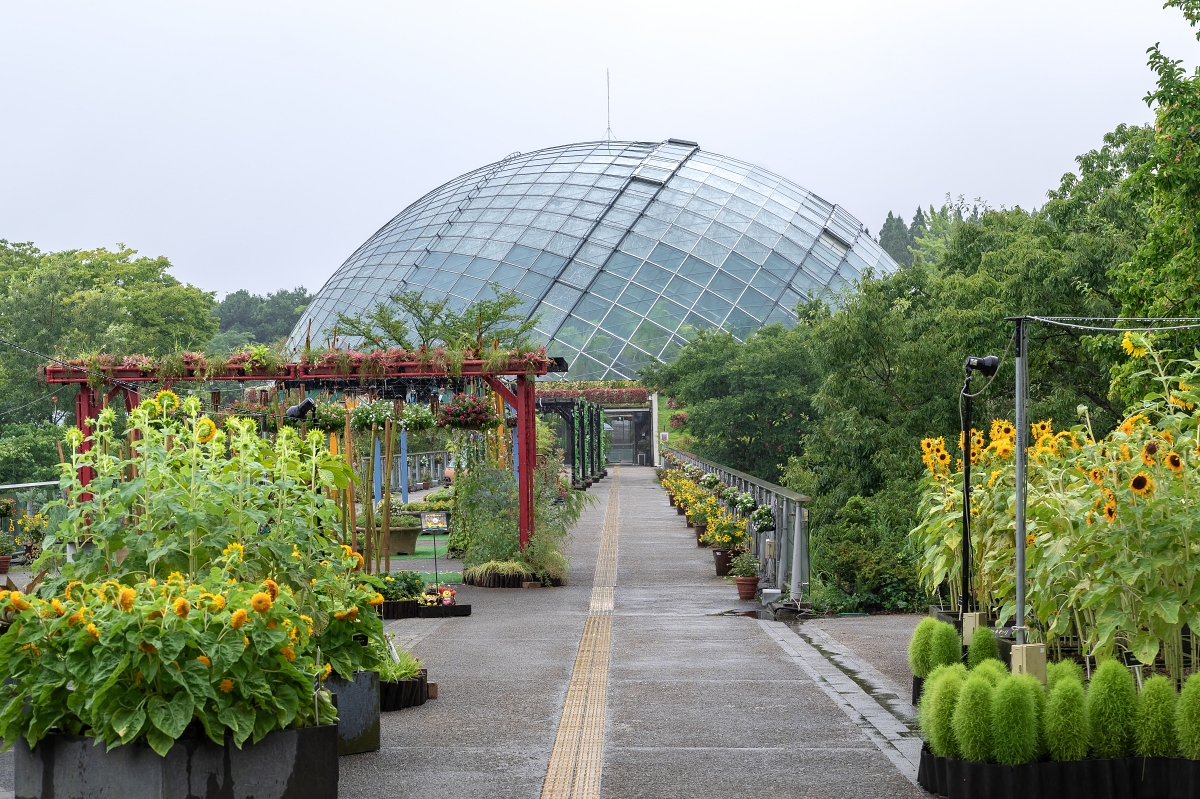 日本鳥取美食景點｜台灣虎航直飛米子機場交通接駁車班次&20個鳥取美食景點購物介紹(台灣鳥取直飛、台北桃園機場直飛米子鬼太郎空港、非鳥取柯南機場)